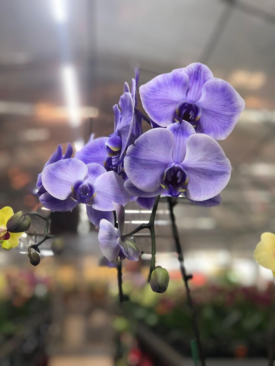 Close-up of purple phalaenopsis orchid blooms