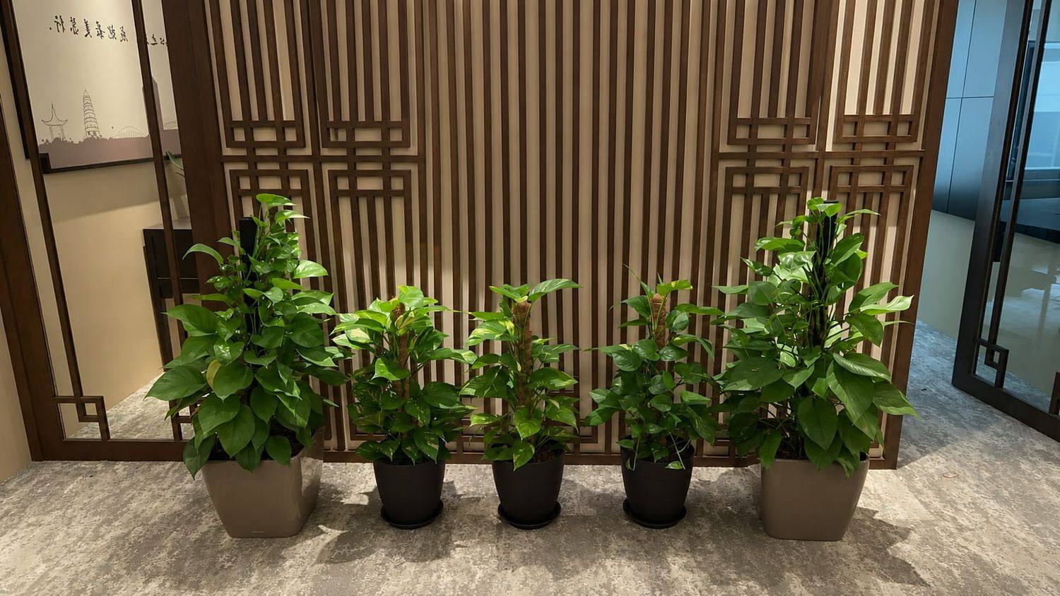 A row of rented pothos plants installed along an office lobby wall
