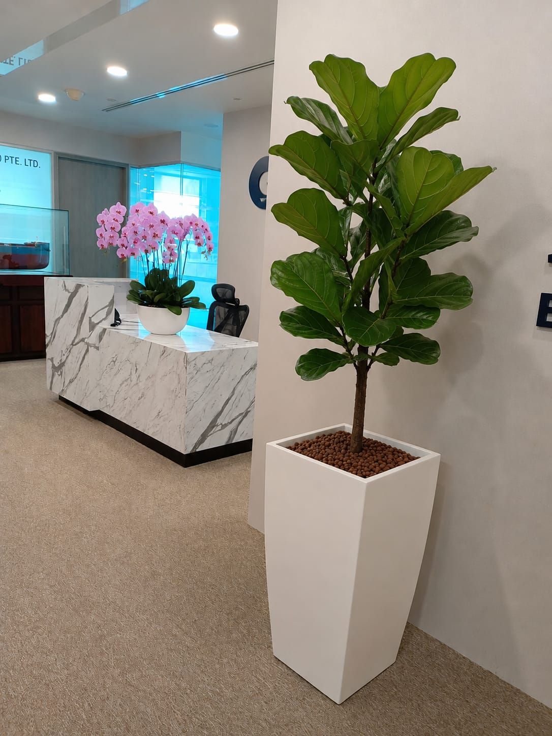 Orchids and a fiddle leaf fig dressing an office reception