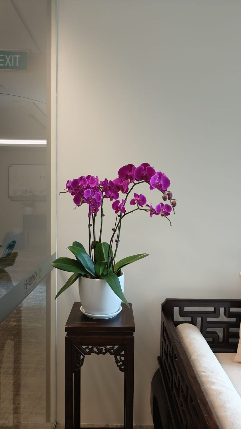 Magenta phalaenopsis orchid on a stand in an office reception