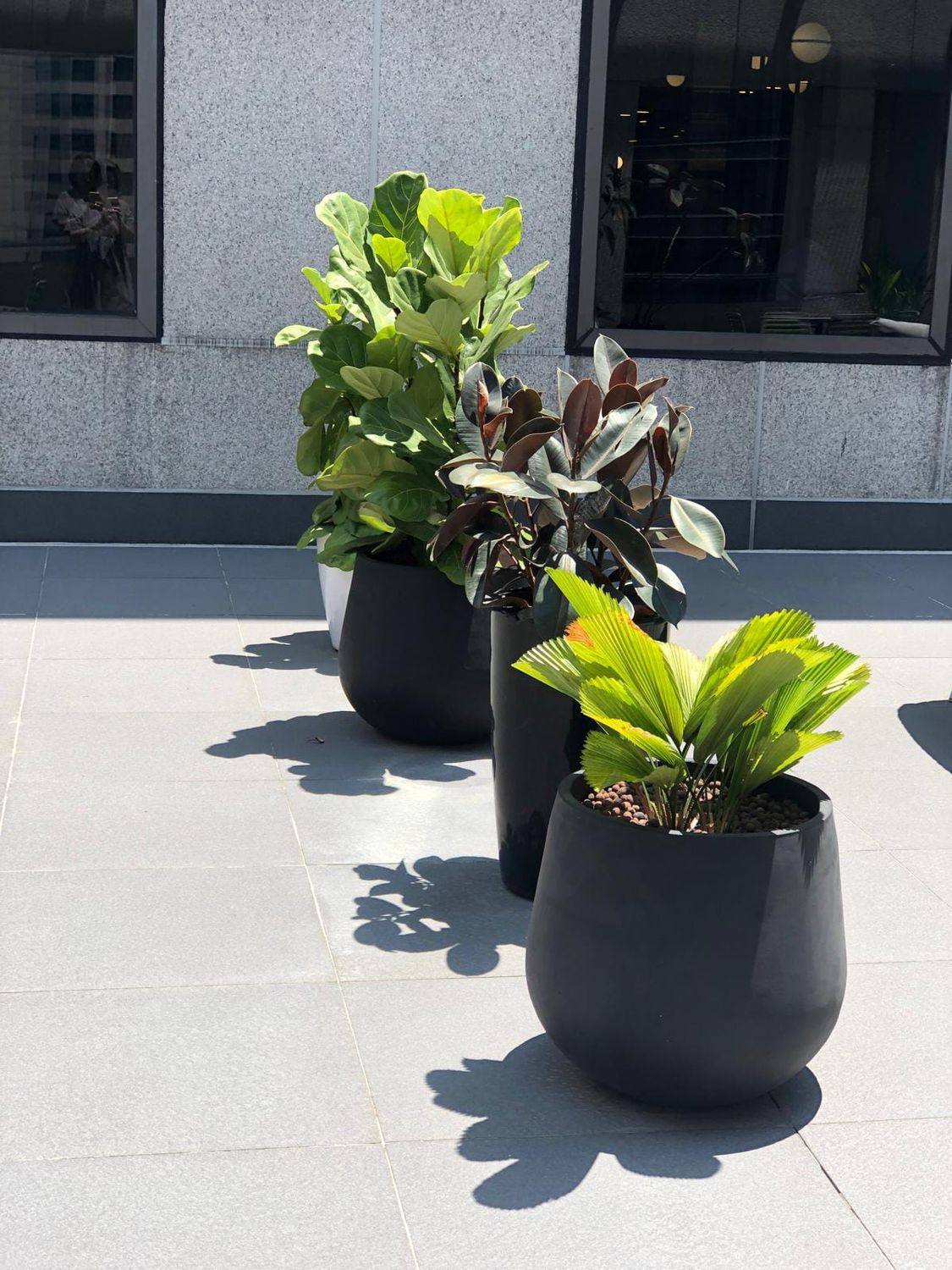 Specimen planters on an office terrace in the Singapore CBD